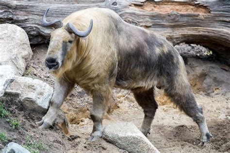 Meet Takin The Most Badass Animal From The Height Of Himalaya