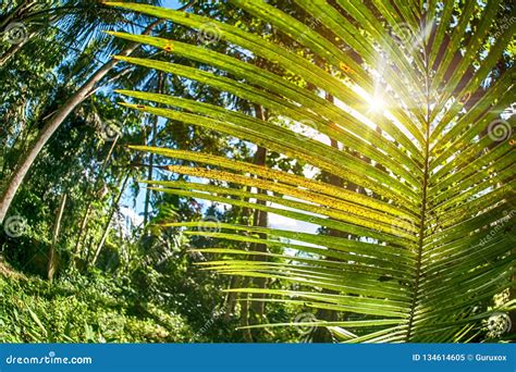 Sun Shining Into Tropical Forest With Lush Foliage Background Stock
