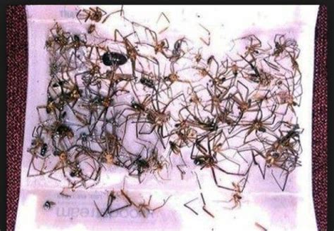 What You Need To Know About Brown Recluse Spiders