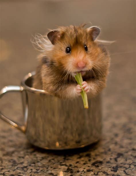 Hamster In A Cup Cute Animals Cute Hamsters Animals