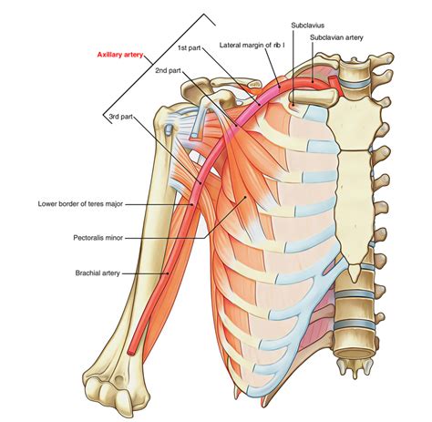 Axilla Anatomy Anatomical Charts And Posters