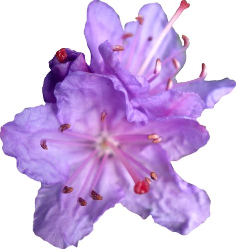 Purple Flower Purple Rhododendren By Png Transparent Background Free