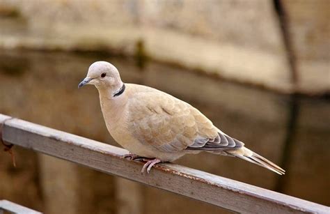 Eurasian Collared Dove Facts Range Habitat Diet Pictures
