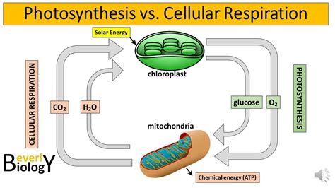 Cellular Respiration And Photosynthesis Diagram Diagram Online Source