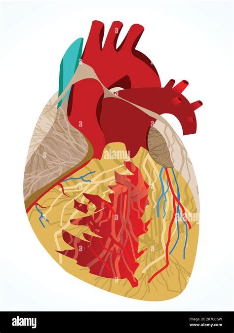 Abstract Human Heart Vector Illustration Stock Vector Image And Art Alamy