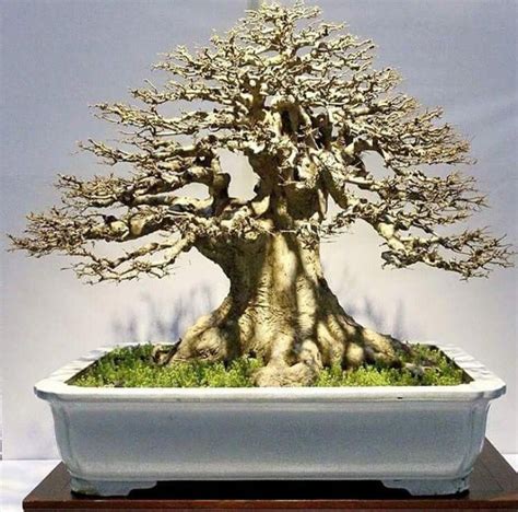 Excellent tree for bonsai and landscaping. Shohin Bonsai #indoorbonsaitrees | Indoor bonsai tree