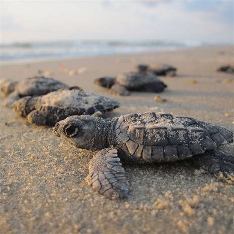 Best Places To See Sea Turtle Hatchlings Coastal Living