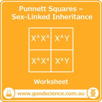 Punnett Squares Sex Linked Inheritance Worksheet By Good Science Worksheets