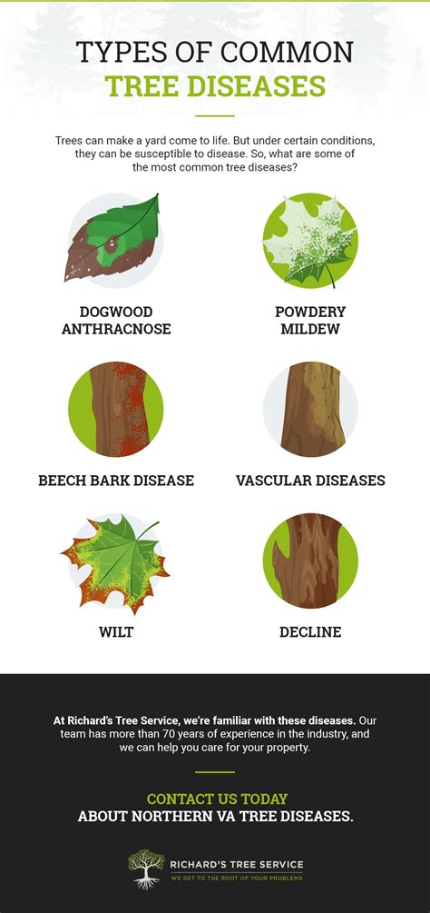 Common Tree Diseases What To Do With A Diseased Tree
