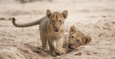 Just How Cute Are Lion Cubs Africa Geographic