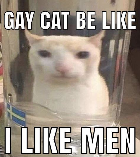Cat Comes Out As Gay Breaking News Rstrangegang