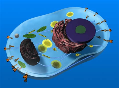 We did not find results for: Play the games | Centre of the Cell