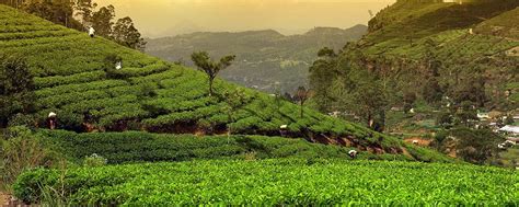 Tea production in sri lanka, formerly ceylon, is of high importance to the sri lankan economy and the world market. Tea plantations - Sri Lanka