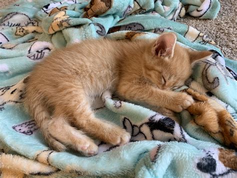 Tiny Sleepy Kitten Raww