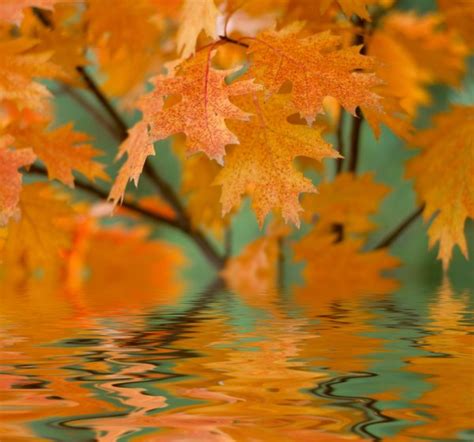 Red Autumn Leaves Reflecting In The Water Stock Photo By ©silverjohn