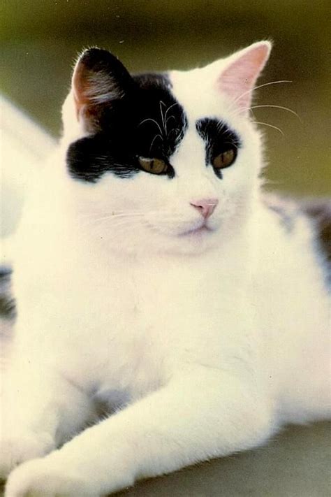 Image Result For White Cat With Black Spot On Head Breed White Cats