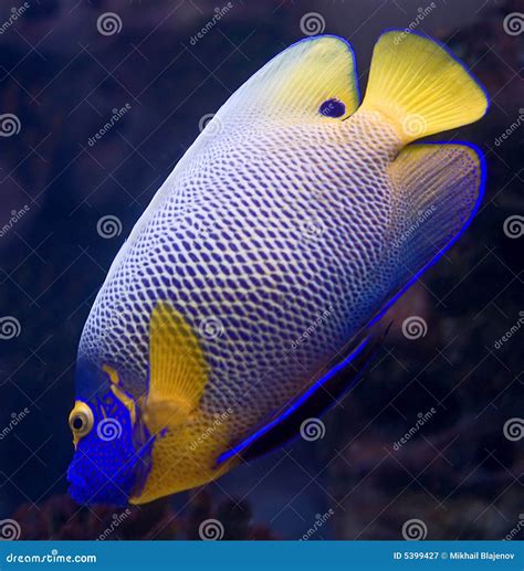 Blueface Angelfish 6 Stock Image Image Of Poikilothermic 5399427