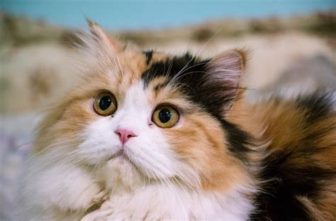 Big cat breeds just means that there's more kitty for you to love! 5 Big Cat Breeds — Pet Central by Chewy