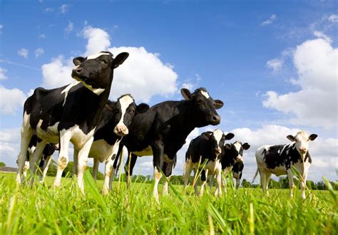 Uk Move To Organic Farming Would Increase Emissions Farminguk News
