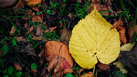 Ask an Arborist: Why do Leaves Change Color? - Arbor Day Blog