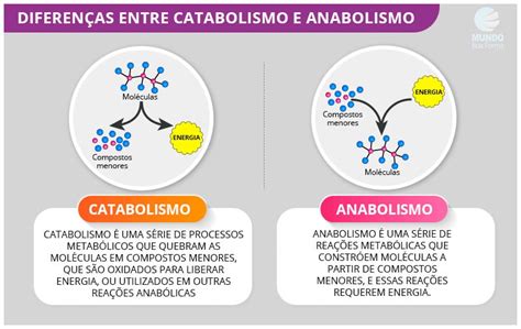 O Que é Anabolismo E Catabolismo Mundoboaforma