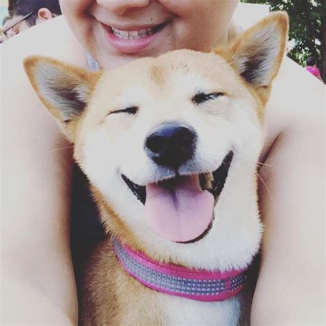 Perrito Como Hashiko Sonriendo Perros Perros Sonrientes Perros Felices