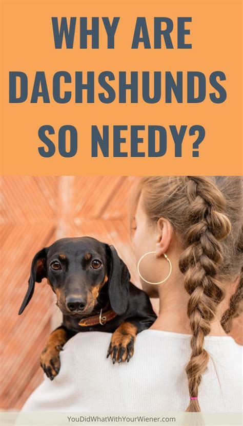 Don't forget that it's not just the coat of your long haired dachshund that needs looking after during the grooming process. Why Are Dachshunds So Needy? | Dachshund personality ...