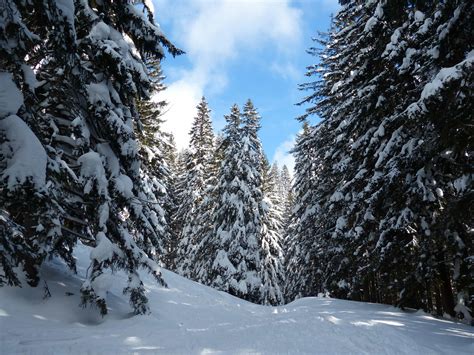 Free Picture Tree Winter Frost Forest Conifer Wood Ice