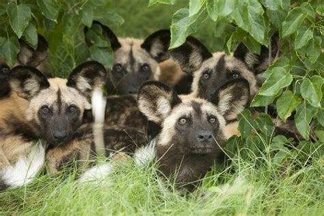 African Wild Dog Puppies You Have An Audience