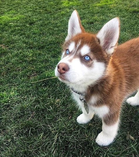 Look At The Eyes 💙 Red Husky Puppies Husky Dogs Siberian Husky Dog
