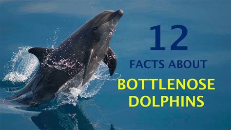 12 Amazing Facts About Bottlenose Dolphins Youtube