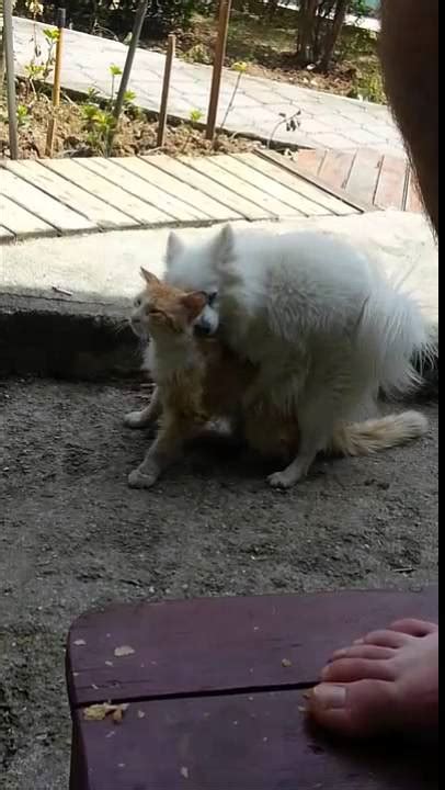 Dog Sex With Cat Video Youtube