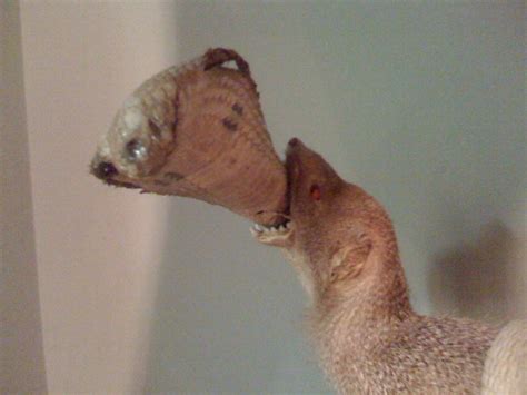 Texas Mongoose Eating King Cobra Explore Ron Reasons Flickr