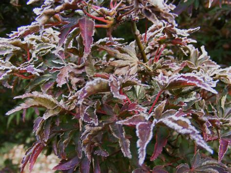 Snipping brown tips with scissors can provide cosmetic improvements for your plant, but you should also identify and deal with the underlying cause of leave a small amount of brown tip behind, if you so choose. Japanese Maples in Tennessee - FineGardening