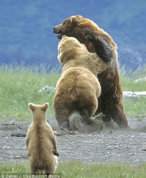 Angry Sow Bear Attacks A Male Grizzly To Drive Him Away From Her Cubs