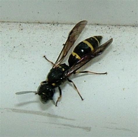 These are among the largest species of wasp found in north texas often reaching lengths of 1 ½ inches long. Potter Wasp