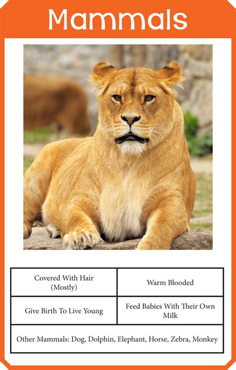 Animal Classification Cards One Beautiful Home