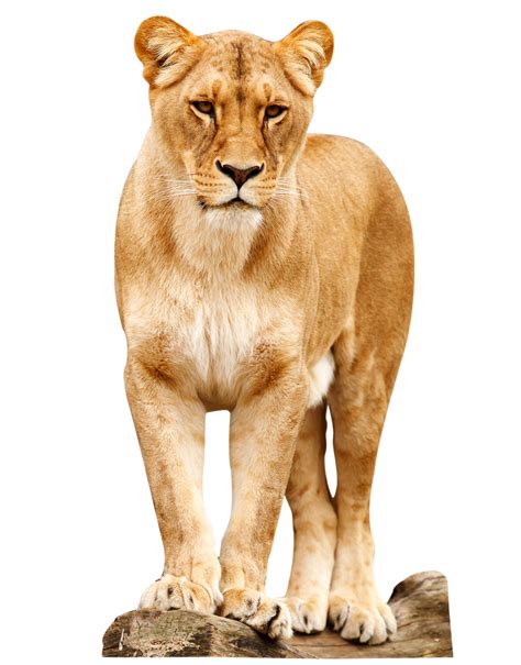 Female Lion Standing Png Transparent Background Free Download 42285