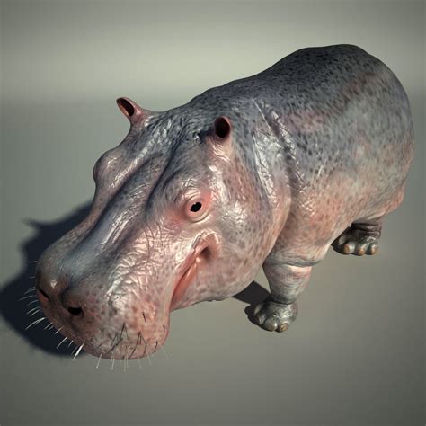 3d Hippo Cgtrader