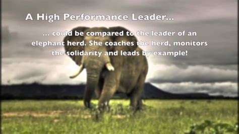 Learn Excellent Leadership From The Amazing Elephant Youtube