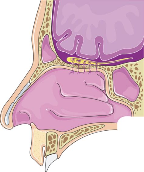 Nasal Oral Cavity