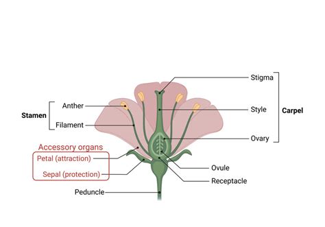 Anatomy Of A Generalised Perfect Angiosperm Flower In Red Are Written