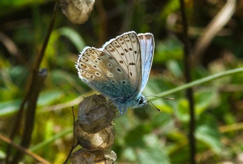Chalkhill Blue Hambledon Hill Dorset Butterflies