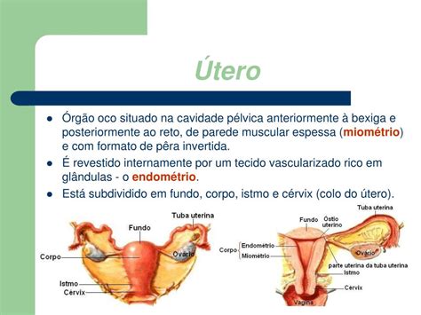 Ppt Sistema Reprodutor Feminino Powerpoint Presentation Free