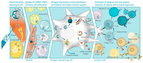 Mrna vaccines, in contrast, trick the body into producing some of the viral proteins itself. Vaccines | Free Full-Text | Advances in RNA Vaccines for ...