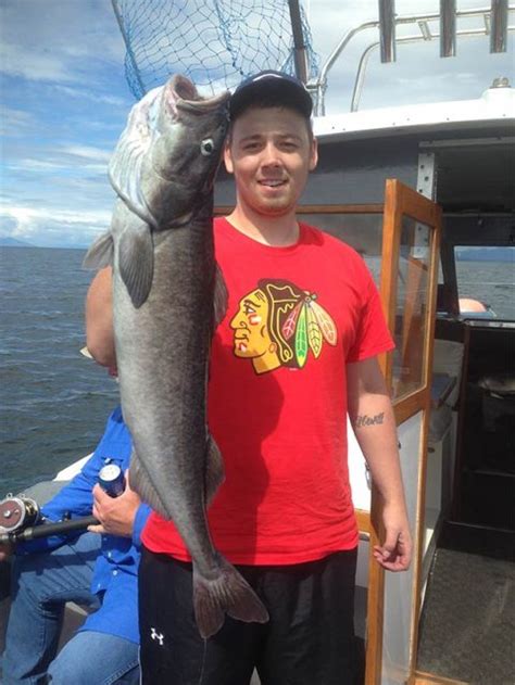 Black Cod Fishing Charter Ketchikan Alaska Anglers Adventures