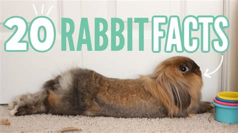 20 Facts About Rabbits 🐰 Youtube
