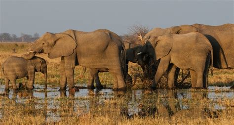 How much commission does a car salesman make. How Much Does it Cost to Go on Safari?