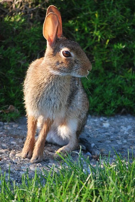 Bunny Rabbit By Michelle Cruz