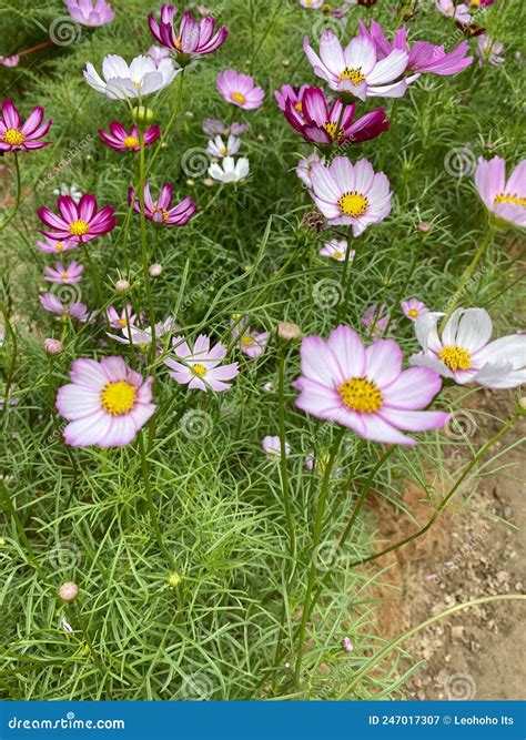 Pink Cosmos And Picotee Cosmos Or Candy Stripe Cosmos Flowers Looming